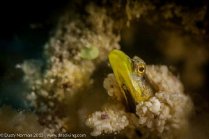 "Saying Hello"
A Yellow Face Pyke Blenny showing its face. by Dusty Norman 